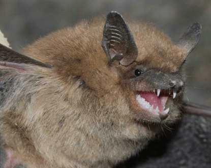 BAT REMOVAL