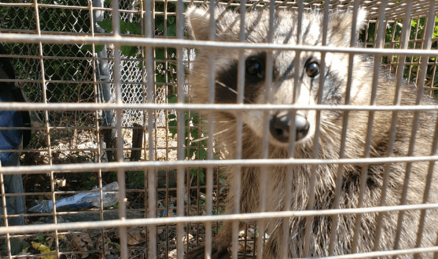 Media Animal Control
